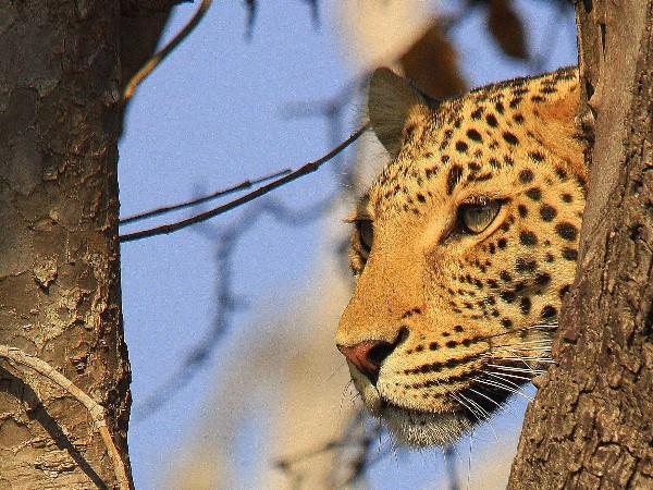Botswana Delta and desert safari