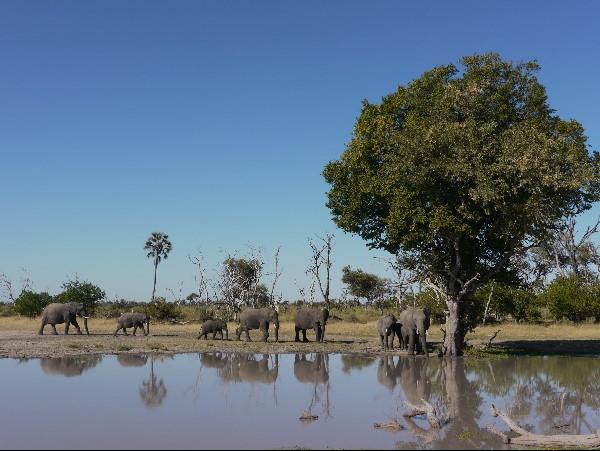 Botswana Delta and desert safari