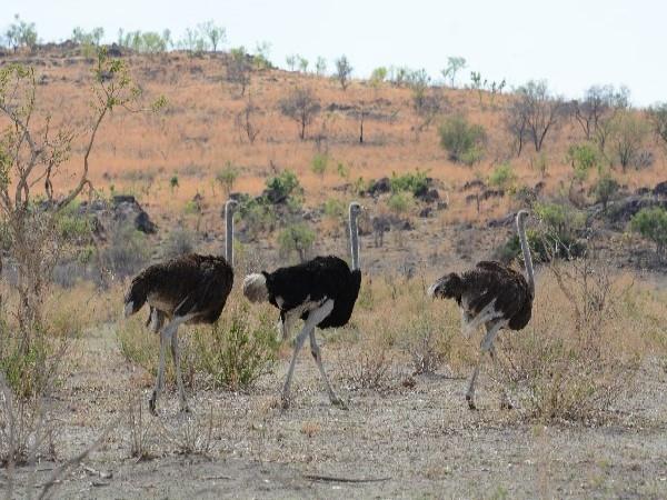 Botswana Delta and desert safari