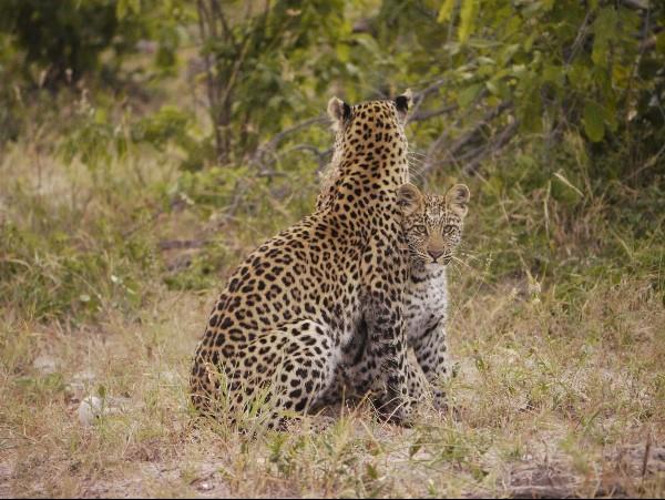 Wild dog tracking safari in Botswana