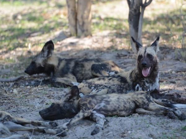 Wild dog tracking safari in Botswana
