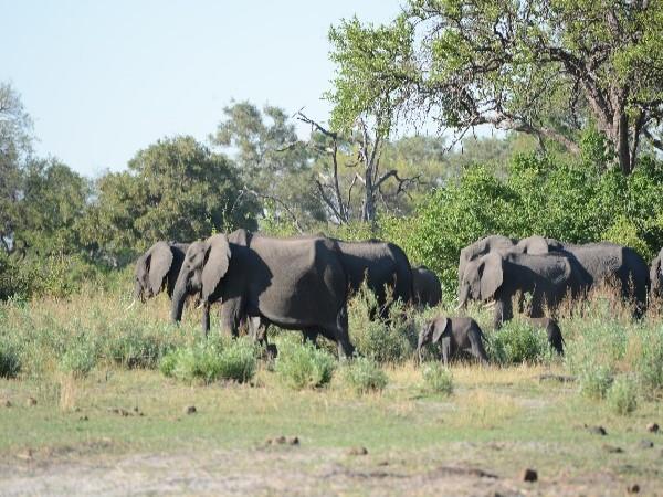 Wild dog tracking safari in Botswana
