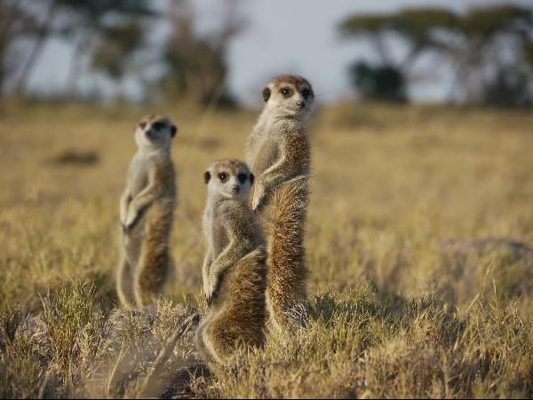 Botswana wildlife safari, meerkats & more