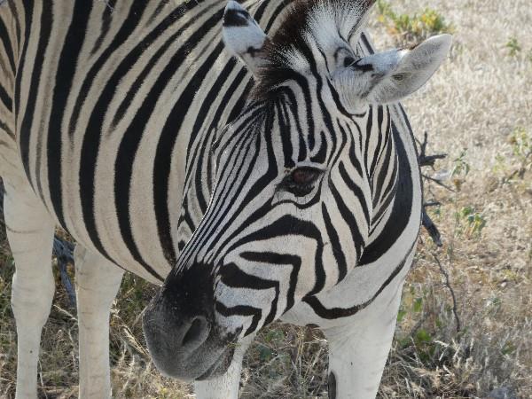 Namibia self drive vacation