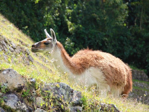 Machu Picchu small group vacation