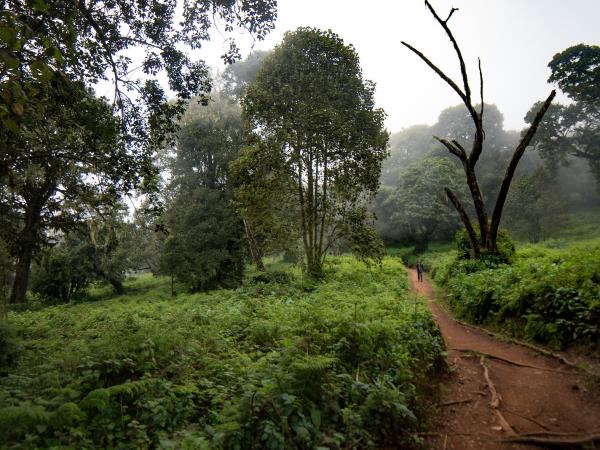 Kilimanjaro summit trek and safari vacation, Tanzania