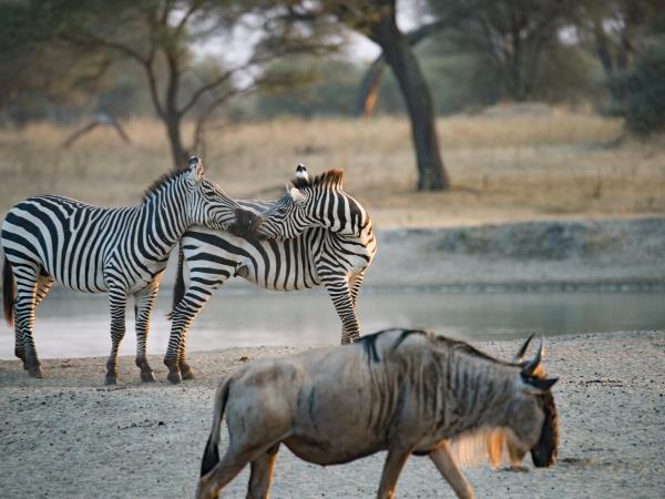 Kilimanjaro summit trek and safari vacation, Tanzania