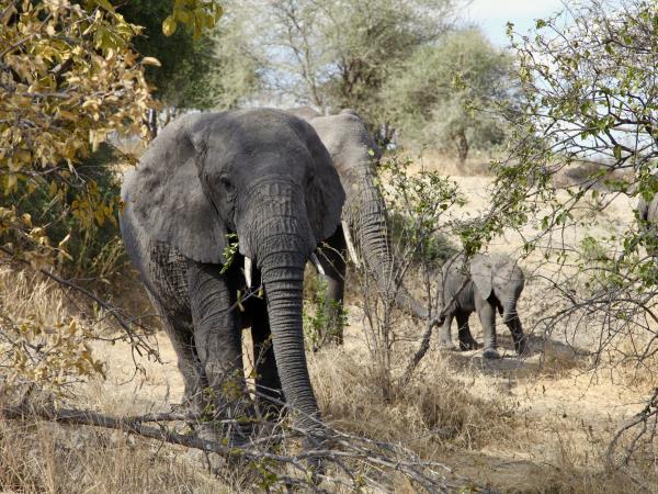 Kilimanjaro summit trek and safari vacation, Tanzania