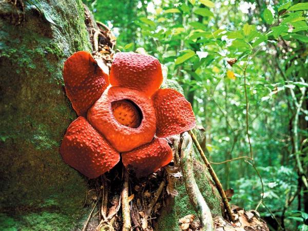 Tailor made Malaysia vacations
