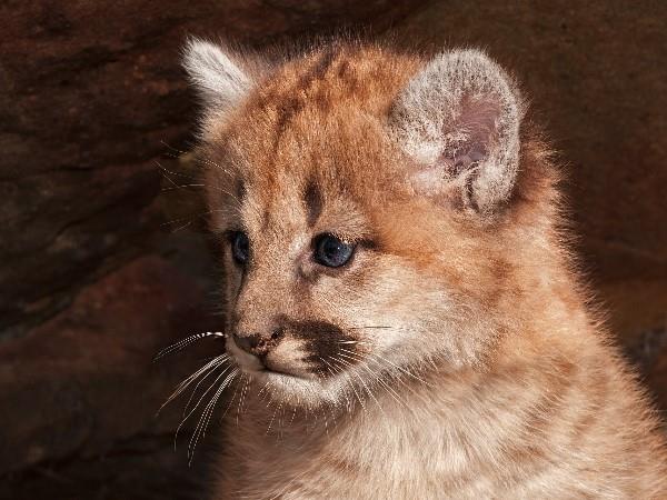 Patagonia puma tracking vacation