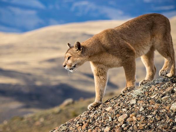 Patagonia puma tracking vacation Travel