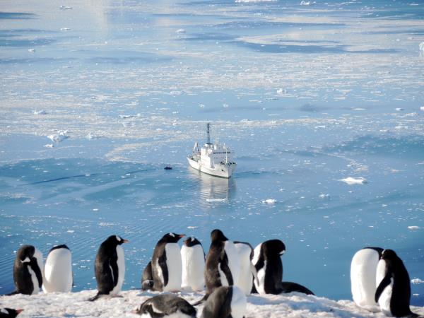 Antarctic Peninsula cruises, activity-based