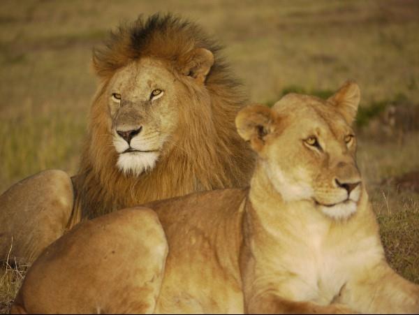 Kenya wilderness safari