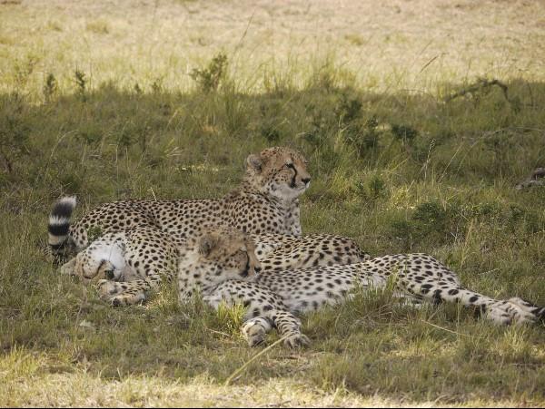Kenya wilderness safari