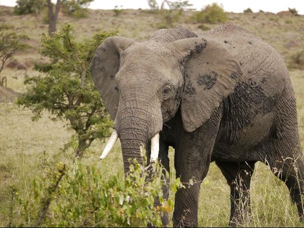 Kenya wilderness safari