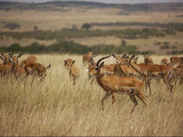 Kenya wilderness safari