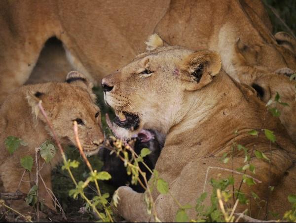 Kenya wilderness safari