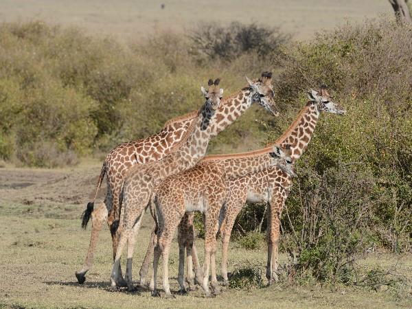 Kenya wilderness safari