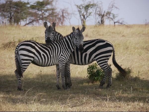 Kenya wilderness safari