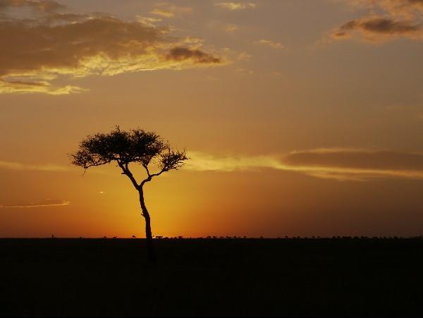 Kenya wilderness safari