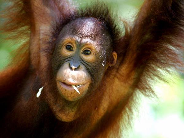 Sarawak and Sabah tour, Orangutans & Ibans