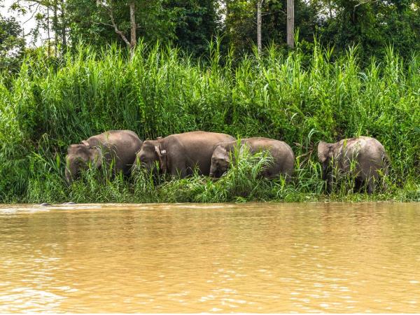 Sarawak and Sabah tour, Orangutans & Ibans