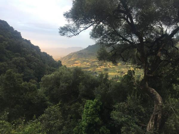 Ethiopia trekking in Wof Washa forest
