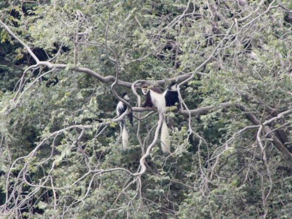 Ethiopia trekking in Wof Washa forest