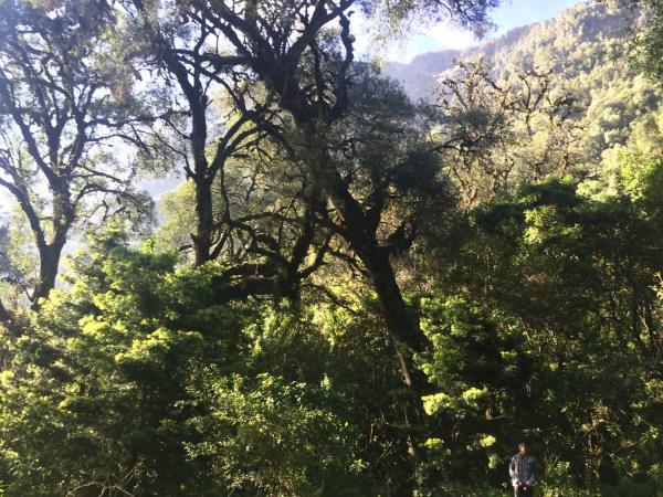 Ethiopia trekking in Wof Washa forest