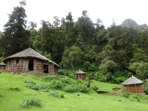 Ethiopia trekking in Wof Washa forest