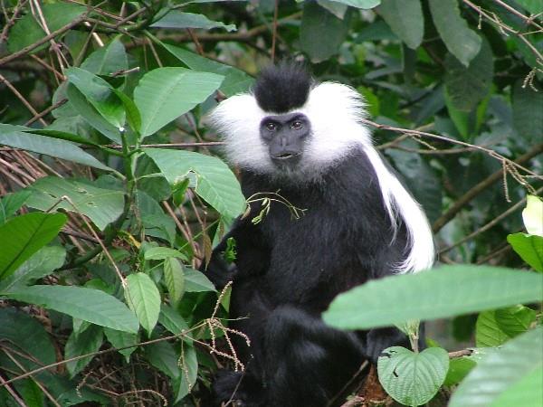 Rwanda wildlife tour