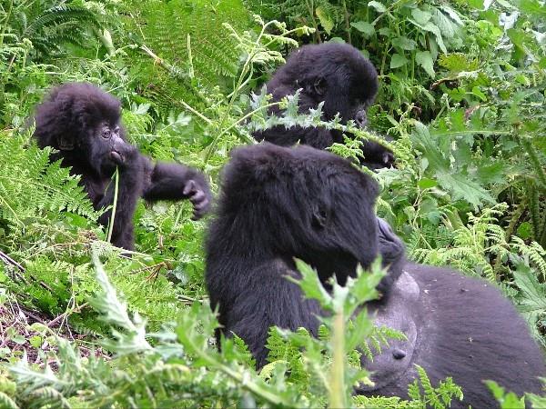 Rwanda wildlife tour