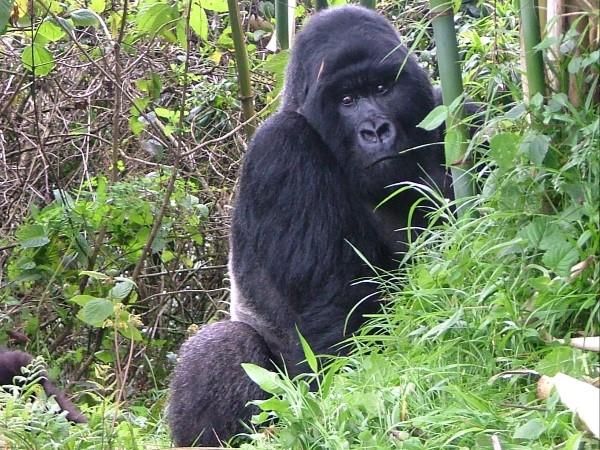 Rwanda wildlife tour