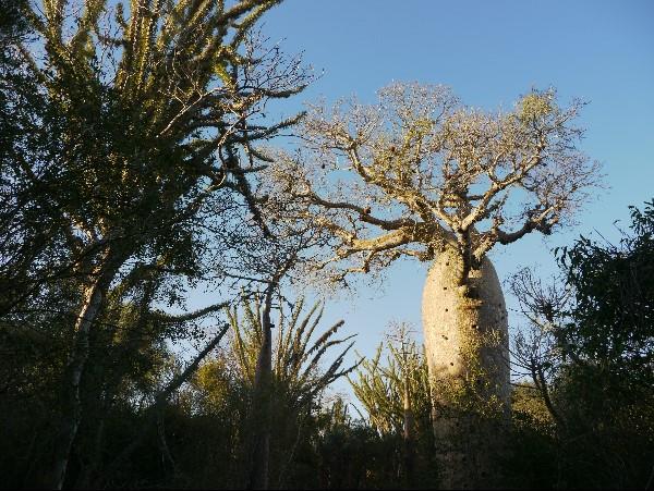 Madagascar tailor made vacation