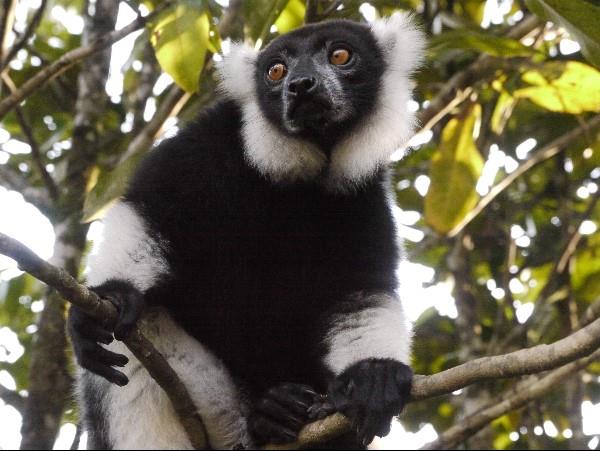 Baobabs, beaches & Lemurs vacation in Madagascar