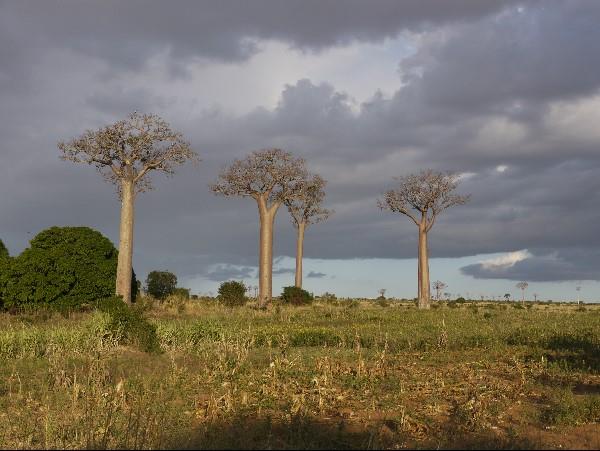 Baobabs, beaches & Lemurs vacation in Madagascar