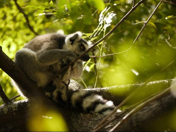 Baobabs, beaches & Lemurs vacation in Madagascar