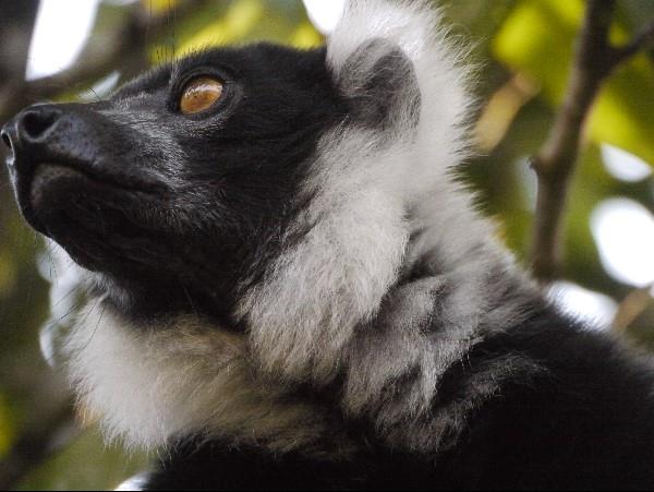 Baobabs, beaches & Lemurs vacation in Madagascar