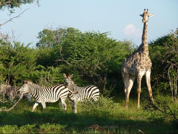 Zimbabwe highlights vacation