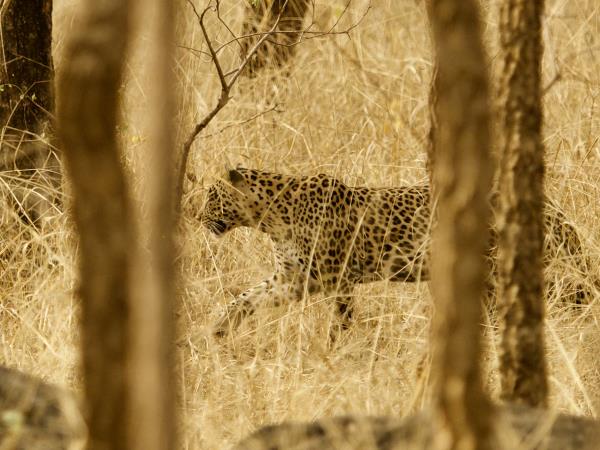 West-central India wildlife vacation