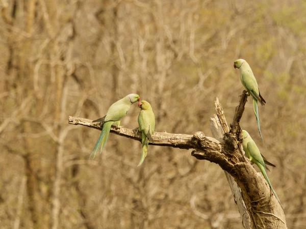 West-central India wildlife vacation