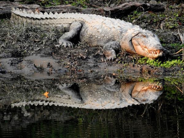 West-central India wildlife vacation