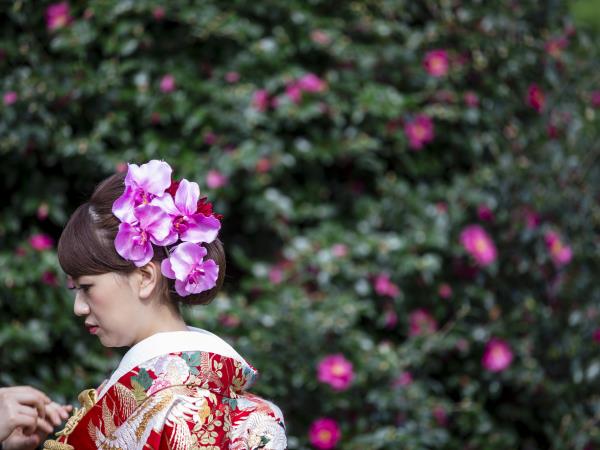 Japan 12 day tour, tailor made