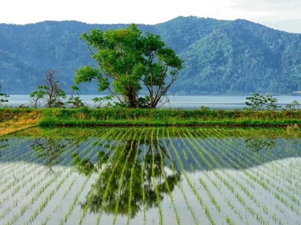 Japan 12 day tour, tailor made