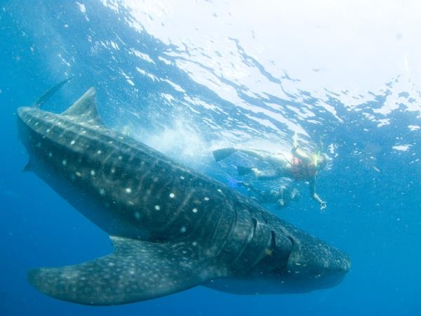 Cancun whale shark vacation, Mexico