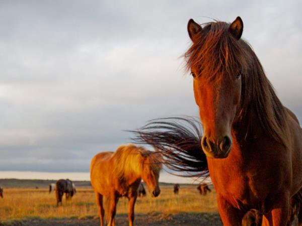 Horse riding vacation in Iceland, 5 days