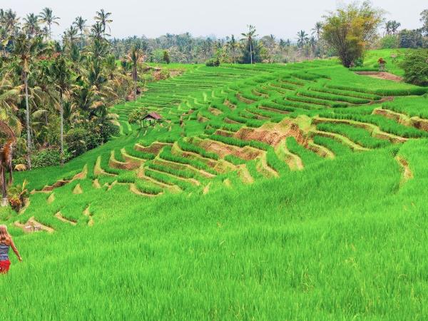 Indonesia family vacation, tailormade