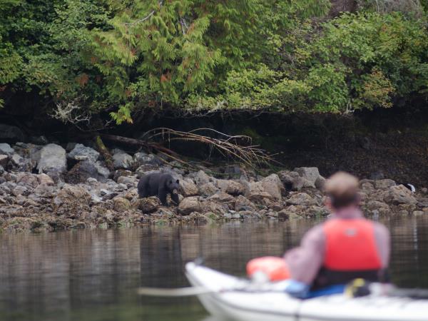 Johnstone Strait kayaking tour in Canada