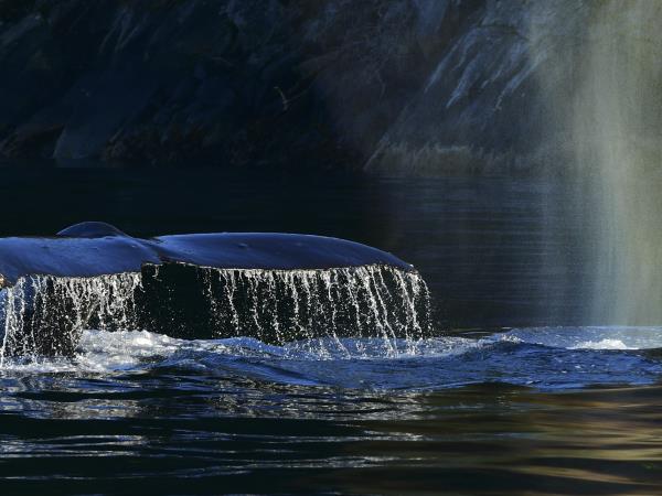 Johnstone Strait kayaking tour in Canada