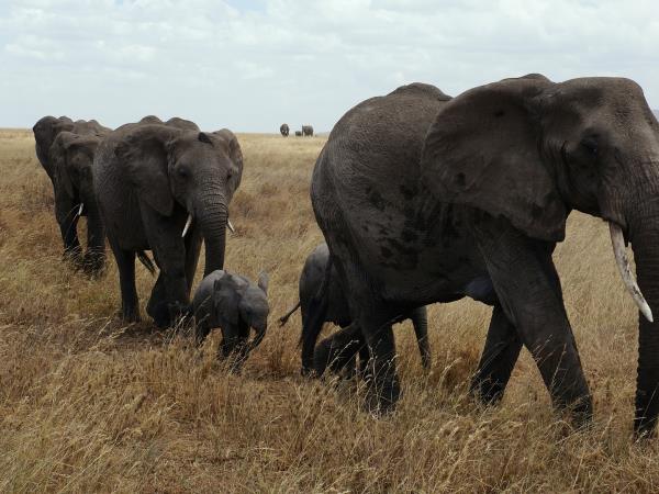 South Africa luxury family safari